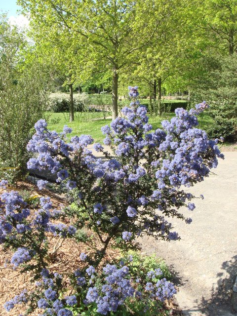 Ceanothus impressus P28